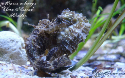 РАЖДА ЛИ МЪЖКОТО МОРСКО КОНЧЕ