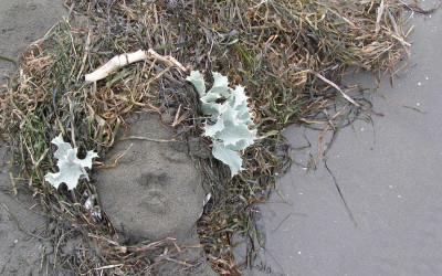 МОРСКИ ТРЕВИ