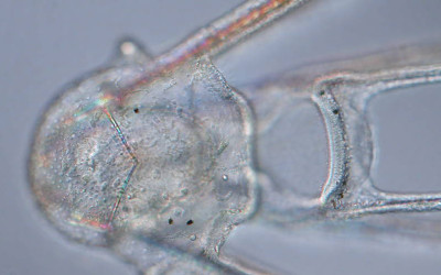 ЖИВОТЪТ В ШЕПА ПЯСЪК